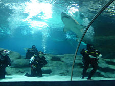 Lawyers diving with sharks